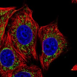 TRAP1 Antibody, Novus Biologicals 0.1mL; Unlabeled:Antibodies, Polyclonal